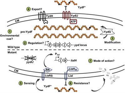 The Epipeptide YydF Intrinsically Triggers the Cell Envelope Stress Response of Bacillus subtilis and Causes Severe Membrane Perturbations